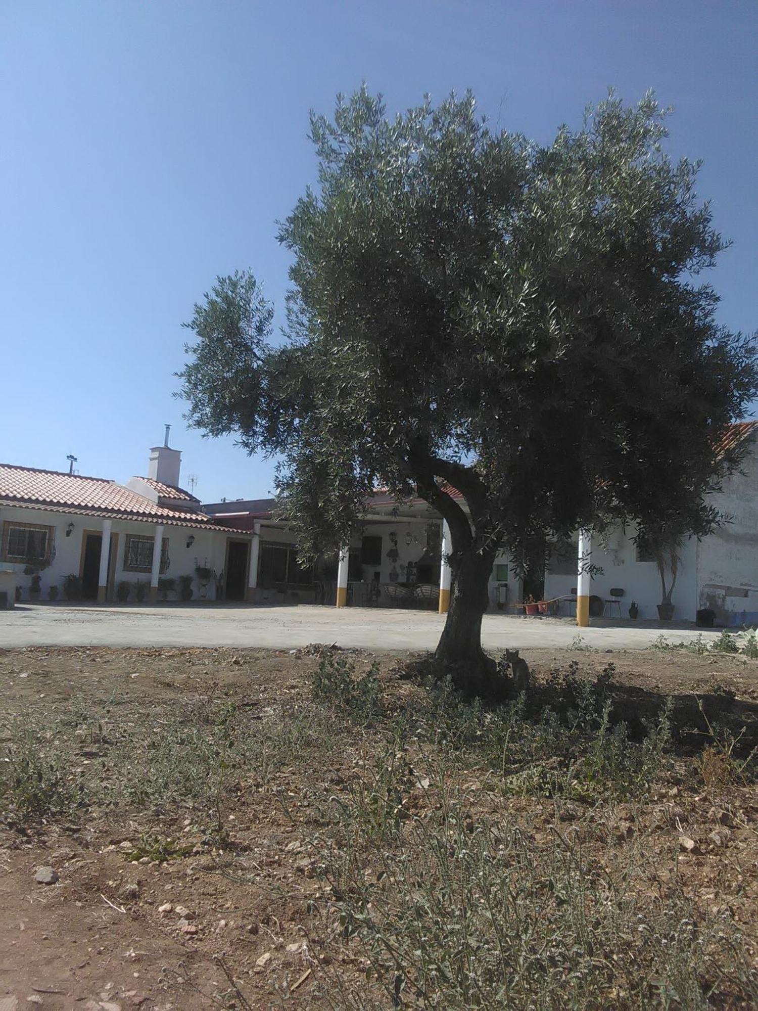 Quintinha Dos Pombinhos Villa Montoito Ngoại thất bức ảnh